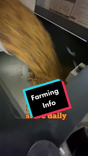 Burning Corn in Wood Pellet Stove for Farming Life