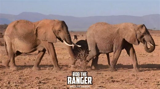 Stunning Elephant Herd Crosses Drought-Stricken Terrain