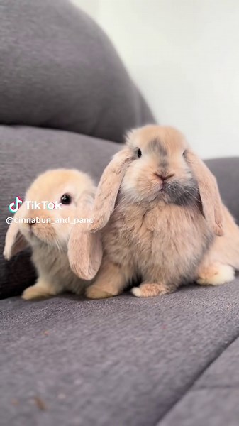 Meet Cinnabon & Pancake: Adorable Bunny Duo