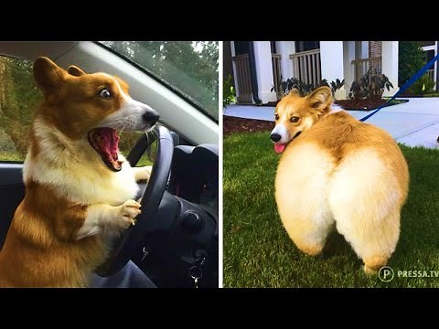 Funny and Cute corgi puppies videos compilation 2021❤ Cutest corgis Ever! Part 2