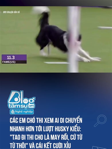 Chó Husky và Những Điều Thú Vị