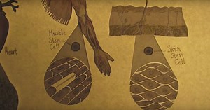 Stem cells - the Future: an introduction to iPS cells