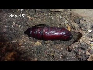 Death's Head Hawk Moth: Development of pupa