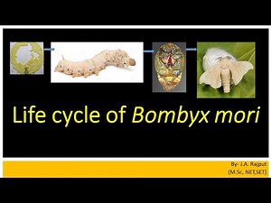 Life cycle of Bombyx mori lSYBScl