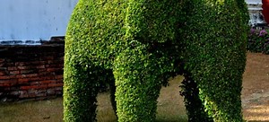 DIY Topiary: Take Your Pruning to the Next Level | DoItYourself.com