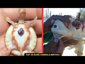 Top 25 Rare Animal Births Caught on Camera! | Nature’s Wonders!
