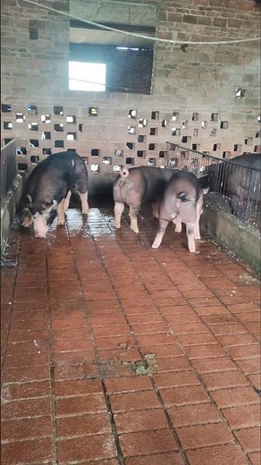 ONE Boar Kept With TWO Sows! 😳🐖 👀