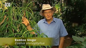 Ornamental Gingers - Gardening Australia