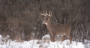 6 Successful Hunting Tactics for Whitetails in December