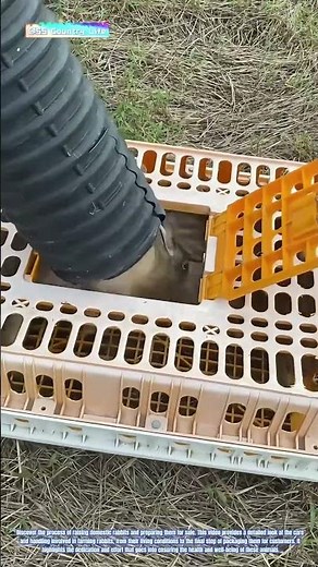 Raising and Selling Domestic Rabbits: From Farm to Customer