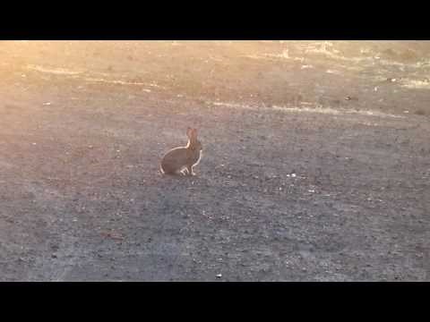 Rabbit distress call with video overlay