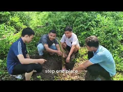 Simple Tutorial "How to Plant Musa x paradisiaca (Pisang Sepatu)