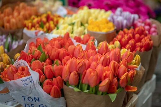 Meaning and Symbolism of Different Color Tulip Flowers | LoveToKnow