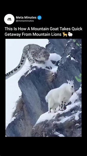 Meta Minutes on Instagram: "Mountain goats live in some of the steepest and most rugged places on Earth. They have adapted perfectly to this dangerous terrain, making it their best defense against predators. When a mountain lion gives chase, the goat often leaps off a cliff to escape. What looks like a deadly fall is actually a smart move that takes advantage of its agility and balance. The goat’s hooves are soft and concave, allowing them to cling to narrow rock edges. This special design lets
