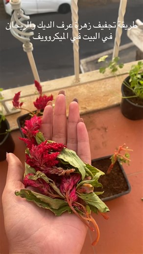 Nono on Instagram: "How to dry cockscomb and basil at home in the microwave #plant"