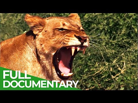 Lions vs. Elephants - Life on the Edge | Free Documentary Nature