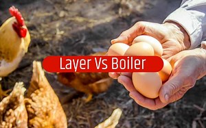 Poultry Farming: Difference Between Layer and Broiler Chicken