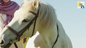 754K views · 22K reactions | White Arabian Horse Breeding Farm -...