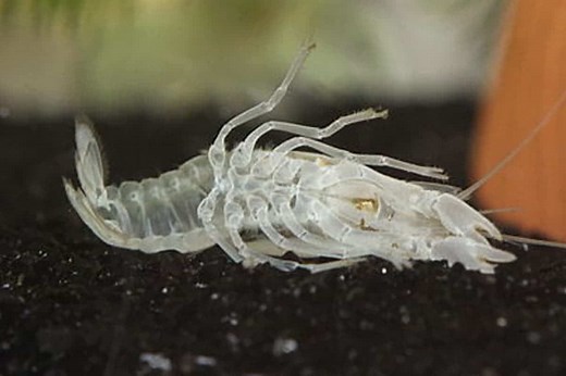 Crayfish and Molting Process - Shrimp and Snail Breeder