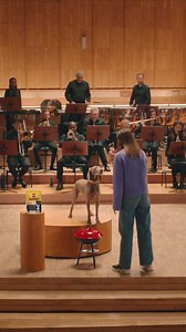 475 reactions · 13 shares | Give your dog a treat that will bring you both joy. Because their joy is your joy. | Pedigree UK | Facebook