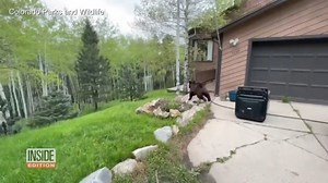 Don’t leave food in your vehicle, unless you want to find a bear inside! That’s a lesson Colorado Parks and Wildlife wants everyone to learn. The organization released video of a large bear having a feast in the cab of a pick up truck. | Inside Edition