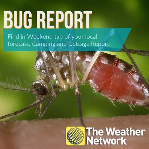 Plans to head outside this weekend? Check our #BugReport to see where mosquitoes, deer flies and black flies are active in your region, with data powered by GDG Environment. Find it in the Weekend Forecast, Camping and Cottage Reports: https://www.theweathernetwork.com/ca | The Weather Network