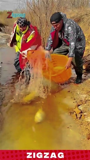 Releasing Giant Fish Into a Shallow Stream Using a Simple Plastic Basket Method