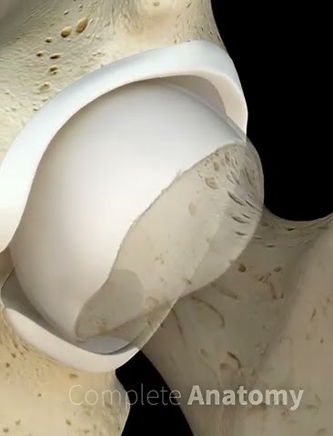 Acetabular Labrum Tear | Pathologies