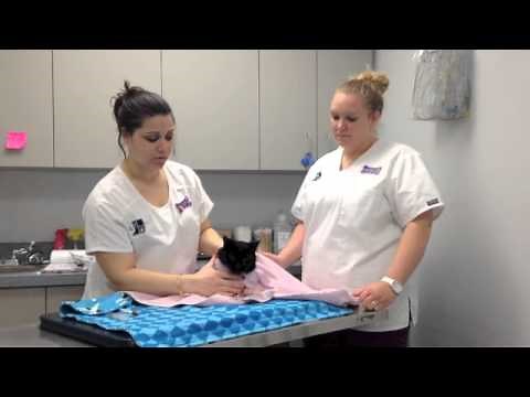 How to give oral medication to a cat