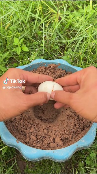 Great idea for grafting mango 🥭 with egg to produce more fruit.#fruits #mango #Banana #growing