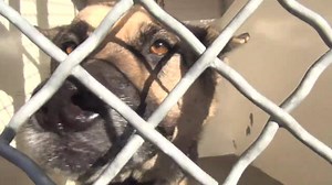 7.9K views · 359 reactions | DENZEL is really beautiful, he is gentle...