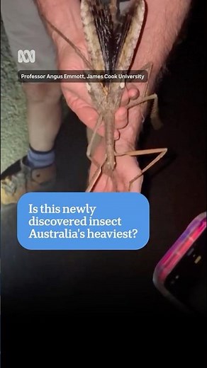 Giant stick insect discovered in Australia | ABC NEWS