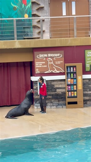 Sea lion #sealions | Buckyツ