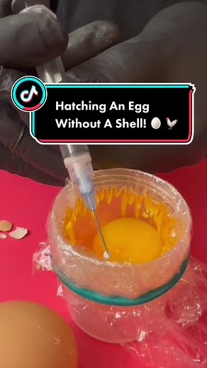 Hatching an egg without a shell! (Jar Hatching) #chickens #incubatingeggs #babychicks