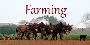 Amish Farming: The Amish Farmer’s Lifestyle & Practices - Amish America
