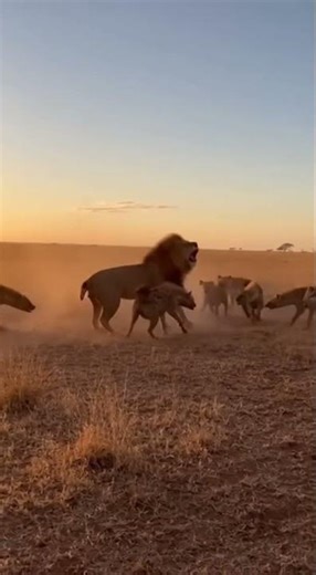 Lion vs Hyenas: Tense Savanna Standoff