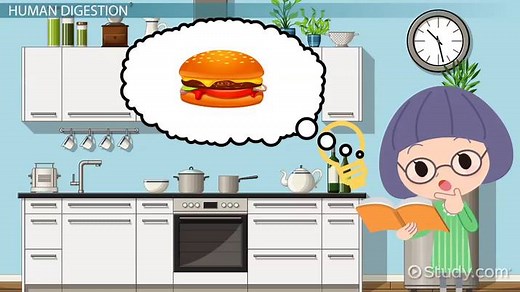 Assimilation in Biology | Anatomy & Examples