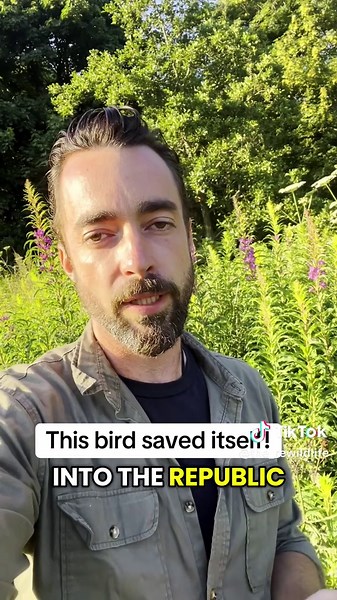 Discovering Irish Nature: The Bird That Survived