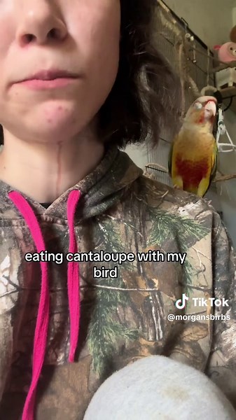 Caring for a Green Cheek Conure in the Hospital