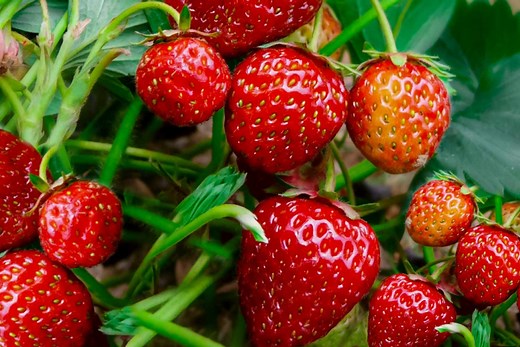 Easy Tips to Grow Strawberries From Seed