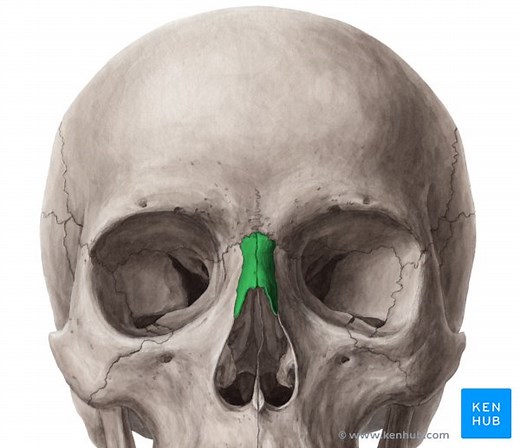 Nasal bone