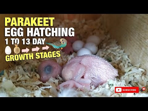 PARAKEET EGG HATCHING