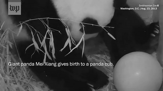 Memorable moments caught on the Panda Cams at the National Zoo