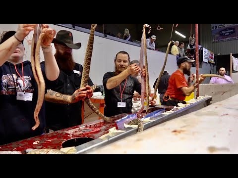 World's Largest Roundup - Texas Rattlesnake Hunt