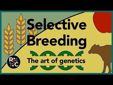 Selective Breeding | GCSE Biology