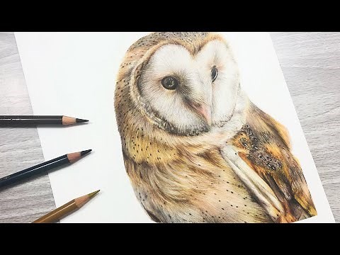 How To Draw a BARN OWL with COLORED PENCIL