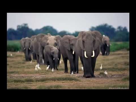 Elephant Sounds