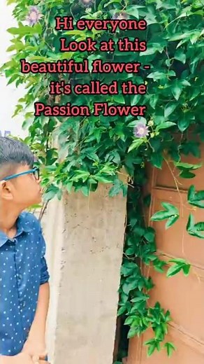 Passion flower- A blend of Beauty and Healing # The passion flower explained