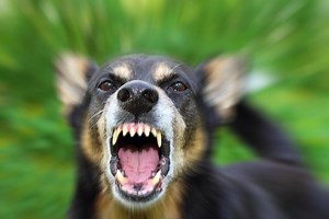 Dog Bite Lawsuit Attorney California – Harvard-Trained Litigator