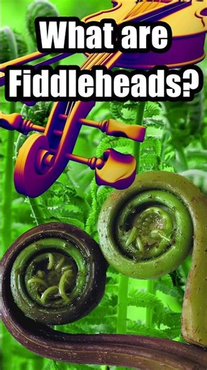 Fiddlehead Fern Foraging, how to find and cook them!